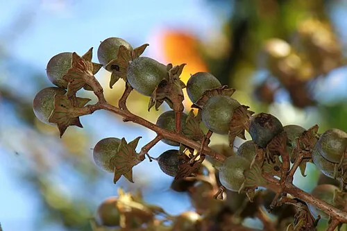 Banaba leaf glucose transport
